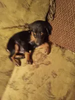 Female 1, a female Doberman Pinscher for sale in Vandalia, IL – 6 of 7