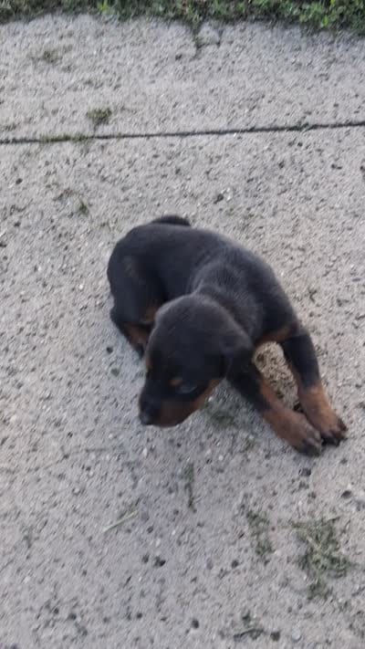 Male 3, a male Doberman Pinscher for sale in Vandalia, IL – 4 of 4