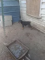 Female 3, a female Doberman Pinscher for sale in Vandalia, IL – 7 of 7