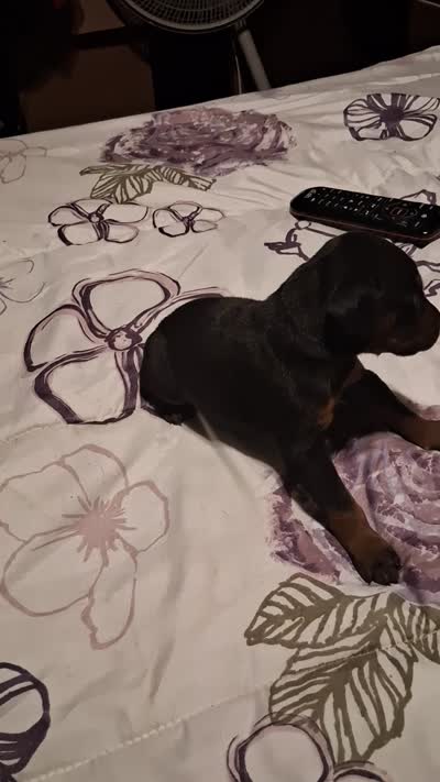 Male 2, a male Doberman Pinscher for sale in Vandalia, IL – 4 of 4