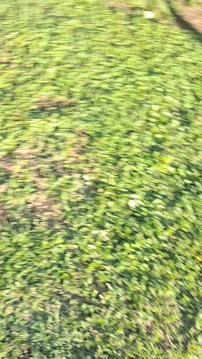 Female 1, a female Doberman Pinscher for sale in Vandalia, IL – 7 of 7