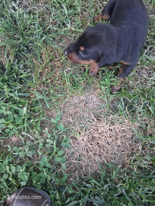 Male 3 – Doberman Pinscher puppy for sale in Vandalia, IL