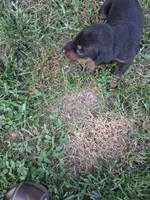 Male 3, a male Doberman Pinscher for sale in Vandalia, IL – 1 of 4