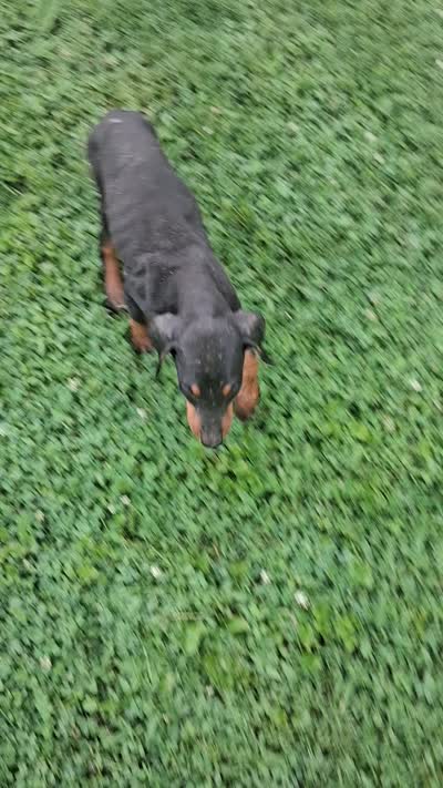 Male 1, a female Doberman Pinscher for sale in Vandalia, IL – 10 of 10