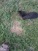 Male 3, a male Doberman Pinscher for sale in Vandalia, IL – 2 of 4