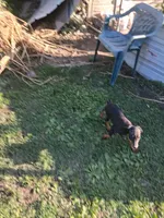 Female2, a female Doberman Pinscher for sale in Vandalia, IL – 4 of 8