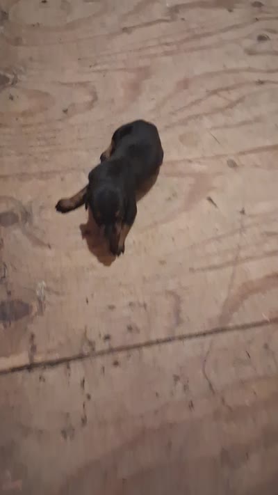 Female 1, a female Doberman Pinscher for sale in Vandalia, IL – 4 of 4