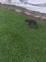 Male 1, a female Doberman Pinscher for sale in Vandalia, IL – 4 of 10