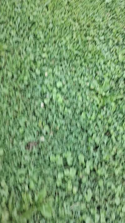 Male 1, a female Doberman Pinscher for sale in Vandalia, IL – 9 of 10
