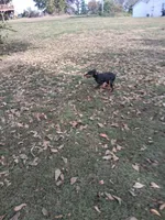Female 3, a female Doberman Pinscher for sale in Vandalia, IL – 3 of 5