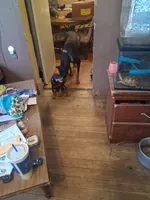 Female 1, a female Doberman Pinscher for sale in Vandalia, IL – 7 of 7