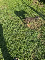 Female2, a female Doberman Pinscher for sale in Vandalia, IL – 6 of 8