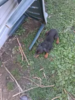 Female 1, a female Doberman Pinscher for sale in Vandalia, IL – 4 of 7