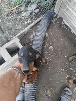 Female 1, a female Doberman Pinscher for sale in Vandalia, IL – 1 of 7