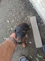 Male3, a female Doberman Pinscher for sale in Vandalia, IL – 2 of 2