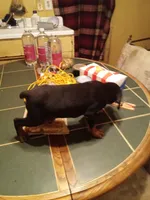 Male 3, a male Doberman Pinscher for sale in Vandalia, IL – 2 of 8