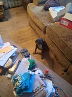 Female 1, a female Doberman Pinscher for sale in Vandalia, IL – 4 of 7