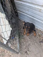 Puppy one, a female Doberman Pinscher for sale in Vandalia, IL – 4 of 7