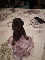 Male 2, a male Doberman Pinscher for sale in Vandalia, IL – 2 of 4