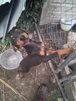 Male2, a female Doberman Pinscher for sale in Vandalia, IL – 6 of 8
