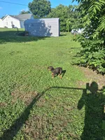 Female3, a female Doberman Pinscher for sale in Vandalia, IL – 5 of 7