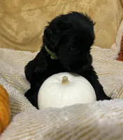 Green Collar, a female Giant Schnauzer for sale in Orlando, FL – Photo 5 of 6