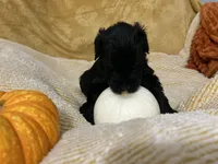 Green Collar, a female Giant Schnauzer for sale in Orlando, FL – Photo 4 of 6