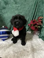 Green Collar, a female Giant Schnauzer for sale in Orlando, FL – Photo 6 of 6