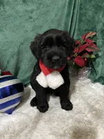 Green Collar, a female Giant Schnauzer for sale in Orlando, FL – Photo 2 of 6