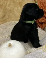 Green Collar, a female Giant Schnauzer for sale in Orlando, FL – Photo 3 of 6