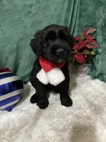 Green Collar, a female Giant Schnauzer for sale in Orlando, FL – Photo 1 of 6