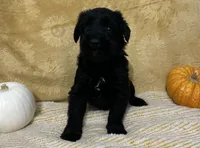 Purple collar, a male Giant Schnauzer for sale in Orlando, FL – Photo 4 of 4