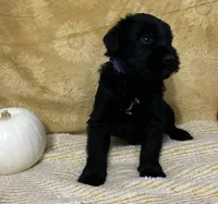 Purple collar, a male Giant Schnauzer for sale in Orlando, FL – Photo 1 of 4