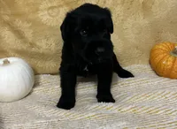 Purple collar, a male Giant Schnauzer for sale in Orlando, FL – Photo 3 of 4