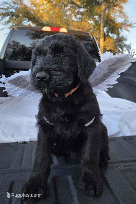 Coop – Giant Schnauzer puppy for sale in Orlando, FL