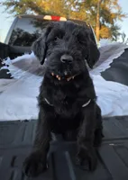 Coop, a male Giant Schnauzer for sale in Orlando, FL – Photo 2 of 2