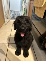 Heidi, a female Giant Schnauzer for sale in Orlando, FL – Photo 4 of 4