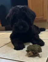 Heidi, a female Giant Schnauzer for sale in Orlando, FL – Photo 3 of 4