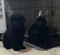 Heidi, a female Giant Schnauzer for sale in Orlando, FL – Photo 1 of 4