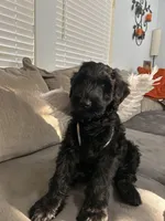 Heidi, a female Giant Schnauzer for sale in Orlando, FL – Photo 2 of 3