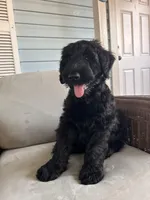 Heidi, a female Giant Schnauzer for sale in Orlando, FL – Photo 3 of 3