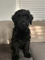 Zeke, a male Giant Schnauzer for sale in Orlando, FL – Photo 3 of 5