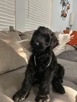 Zeke, a male Giant Schnauzer for sale in Orlando, FL – Photo 1 of 5