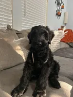 Zeke, a male Giant Schnauzer for sale in Orlando, FL – Photo 2 of 5