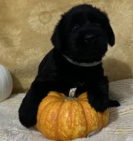 Lime Green Collar, a female Giant Schnauzer for sale in Orlando, FL – Photo 2 of 3