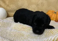 Lime Green Collar, a female Giant Schnauzer for sale in Orlando, FL – Photo 3 of 3