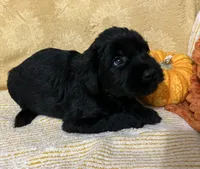 Lime Green Collar, a female Giant Schnauzer for sale in Orlando, FL – Photo 1 of 3