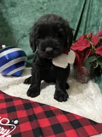 Orange collar, a male Giant Schnauzer for sale in Orlando, FL – Photo 2 of 5