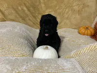 Orange collar, a male Giant Schnauzer for sale in Orlando, FL – Photo 5 of 5