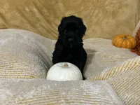 Orange collar, a male Giant Schnauzer for sale in Orlando, FL – Photo 4 of 5